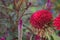 Closeup of a common zinnia (Zinnia elegan) against blurred background