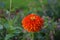 Closeup of a common zinniz (Zinnia elegan) against blurred background