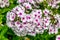 Closeup of composite blossoms of a single plant