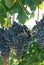 Closeup concord grapes on the vine shallow DOF