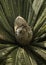 Closeup of a cone of a cycad plant  at a park