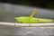 Closeup of a cone headed grasshopper sitting