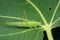 Closeup of a cone headed grasshopper sitting