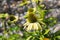 Closeup of coneflowers in full bloom during later summer