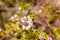 Closeup of confetti bush pink flowers in sunny day with blurred background