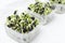 Closeup of containers full of growing greens, sunflower microgreens on the white surface