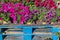 Closeup of containers of pansies for sale sitting outdoors on rustic blue painted wooden pallets