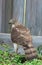 Closeup of cooper\\\'s hawk hunting on the yard