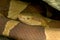 Closeup of a Copperhead lying on the ground under the lights