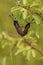 Closeup on a copulation of the colorful diurnal six spotted burnet moth, Zygaena filipendula