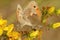 Closeup on a copulation of the Small Heath, Coenonympha pamphilus on yellow flowers