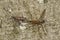 Closeup on a copulation of two downlooker snipefly, Rhagio scolopaceus on wood