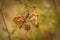 Closeup on a copulation of Two Provencal fritillary butterflies, Melitaea deione