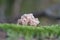 Closeup of a coral genus mushroom (Clavulina) in green mossy soil in a forest