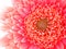 Closeup of a coral-pink colored Gerbera Pomponi Bonita