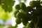 Closeup of Cordia myxa surrounded by greenery under the sunlight with a blurry background