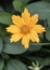 Closeup Coreopsis Nana golden flower