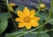 Closeup Coreopsis Nana golden flower