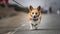 Closeup of a Corgi with a collar walking on an asphalt road