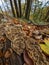 Closeup of coriolus versicolor fungus growing out of the tree stub