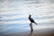 Closeup of Cormorant perching on wood in lake