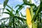 Closeup corn on Closeup corn on the stalk in the corn field, , Organic Farming, Agricultural Land. the stalk in the corn field