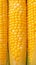 Closeup of corn kernels in a row on fresh cobs