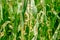 Closeup corn leaves wilting and dead after wrong applying herbicide in cornfield