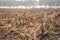 Closeup of corn stubble field on a misty morning in the fall season