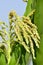 Closeup of a corn tassel and corn tree