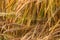 Closeup of a cornfield