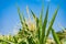 Closeup of cornfield with corn ear and silk growing on cornstalk. Concept of crop health, pollination and fertilization