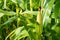 Closeup of cornfield with corn ear and silk growing on cornstalk. Concept of crop health, pollination and fertilization