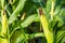 Closeup of cornfield with corn ear and silk growing on cornstalk. Concept of crop health, pollination and fertilization