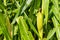 Closeup of cornfield with corn ear and silk growing on cornstalk. Concept of crop health, pollination and fertilization