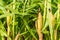 Closeup of cornfield with corn ear and silk growing on cornstalk. Concept of crop health, pollination and fertilization