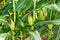 Closeup of cornfield with corn ear and silk growing on cornstalk. Concept of crop health, pollination and fertilization