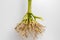 Closeup of cornstalk root system of corn plant isolated on white background