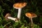 Closeup of Cortinarius collinitus, commonly known as blue-girdled webcap mushroom.