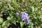 Closeup of corymb of light violet flowers of Ageratum