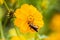 closeup cosmos flower with bee swarm in garden. Yellow, Orange cosmos flower