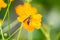 closeup cosmos flower with bee swarm in garden. Yellow, Orange cosmos flower