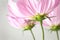 Closeup of cosmos flowers