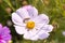 Closeup Cosmos flowers and Caterpillar worm