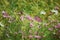 Closeup of cosmos flowers in the field on a sunny day, yellowing grass background