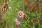 Closeup Cosmos flowers, Macro images