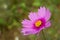 Closeup Cosmos flowers, Macro images