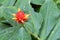 Closeup of Costus curvibracteatus, tropical rhizomatous perennial native to Costa Rica and Panama.