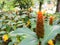 Closeup of Costus curvibracteatus, tropical rhizomatous perennial native to Costa Rica and Panama.