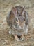 Closeup of a Cottontail Rabbit